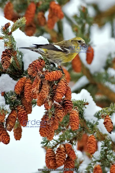 : White-winged Crossbill, female sitting in spruce tree : White-winged Crossbill, female sitting in spruce tree