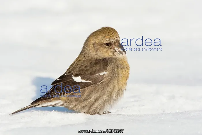 : White-winged Crossbill - female in snow : White-winged Crossbill - female in snow
