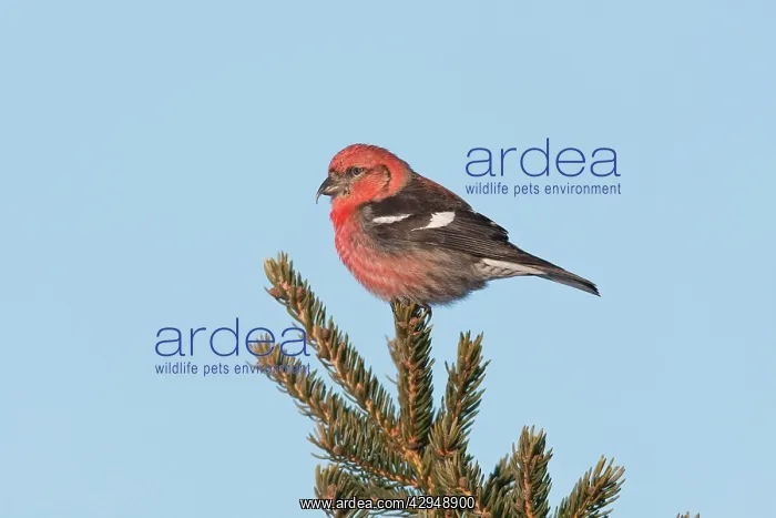 : White-winged Crossbill - male : White-winged Crossbill - male