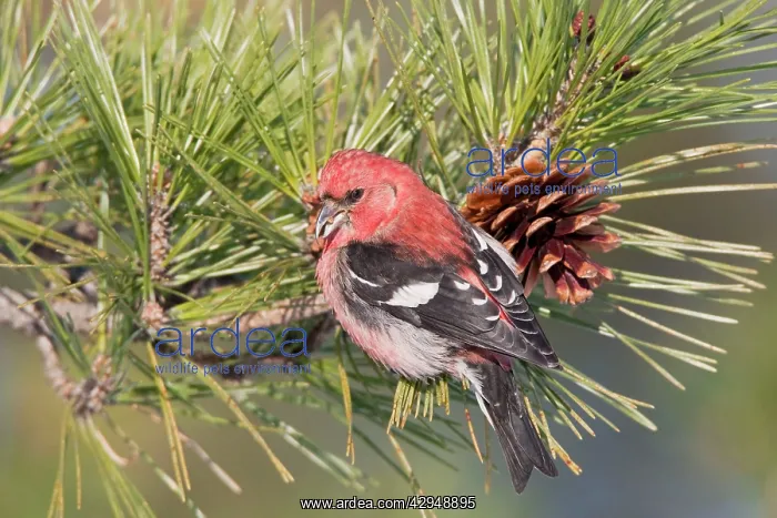 : White-winged Crossbill - male feeding on pine cones : White-winged Crossbill - male feeding on pine cones