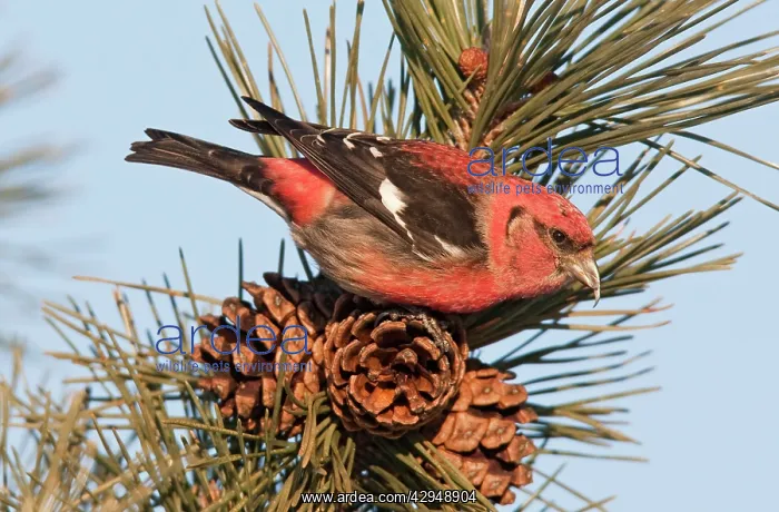 : White-winged Crossbill - male feeding on pine cones : White-winged Crossbill - male feeding on pine cones