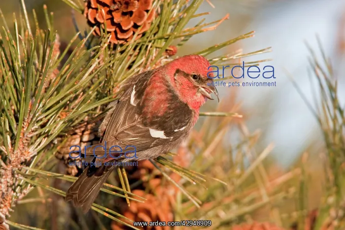 : White-winged Crossbill - male feeding on pine cones : White-winged Crossbill - male feeding on pine cones