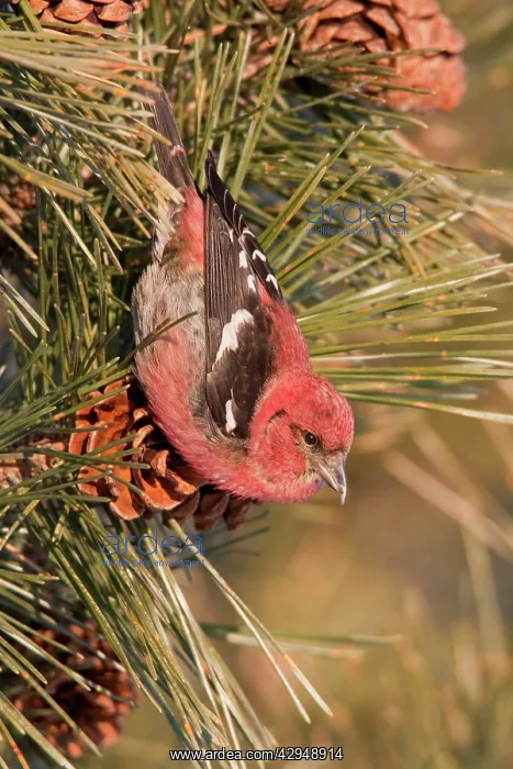 : White-winged Crossbill - male feeding on pine cones : White-winged Crossbill - male feeding on pine cones
