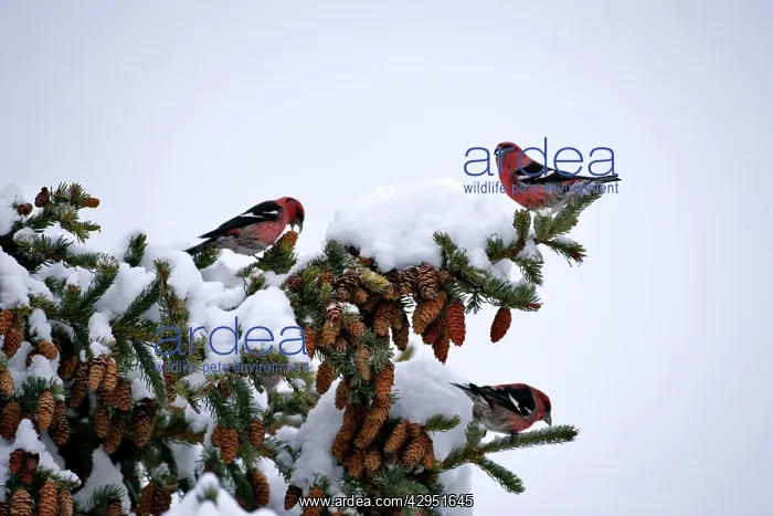 : White-winged Crossbills feeding seeds from spruce cones : White-winged Crossbills feeding seeds from spruce cones