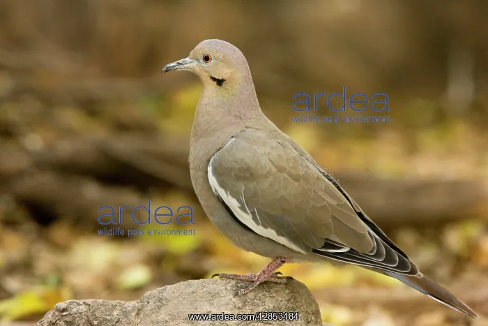 : White-winged dove : White-winged dove