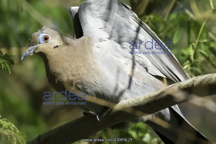 : White-Winged Dove : White-Winged Dove