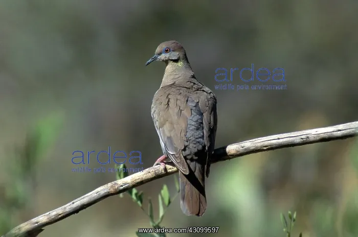 : White-winged Dove : White-winged Dove