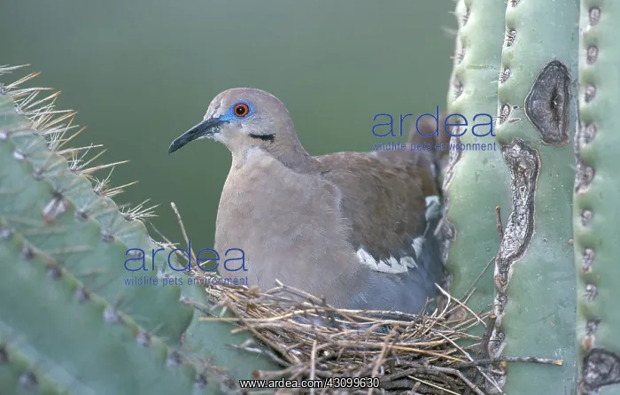: White-winged Dove : White-winged Dove