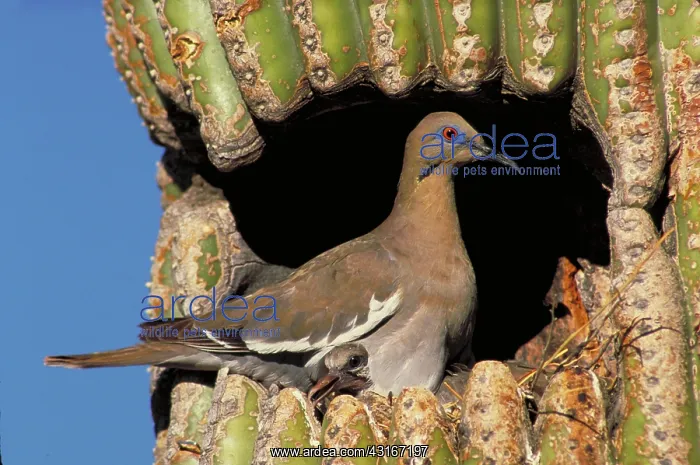 : White winged dove : White winged dove