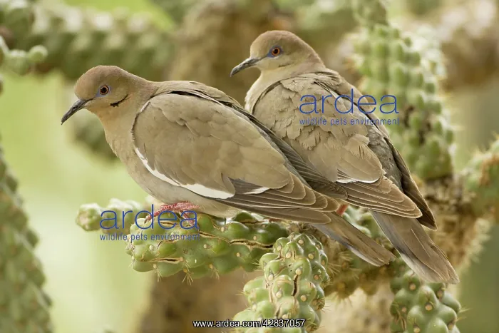 : White-winged Dove - Perched on cholla cactus : White-winged Dove - Perched on cholla cactus