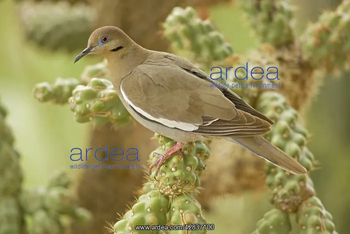 : White-winged Dove - Perched on cholla cactus : White-winged Dove - Perched on cholla cactus