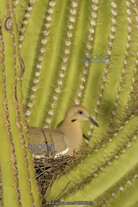 : White-winged Dove - Sitting on the nest which is : White-winged Dove - Sitting on the nest which is