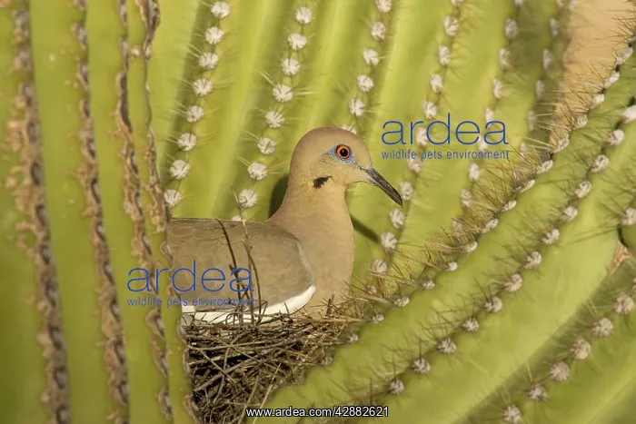 : White-winged Dove - Sitting on the nest which is : White-winged Dove - Sitting on the nest which is