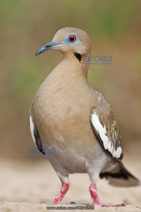 : White-winged Dove (Zenaida asiatica) adult : White-winged Dove (Zenaida asiatica) adult