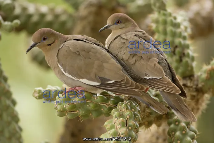 : White-winged Doves (Zenaida asiatica) - Perched on cholla ca : White-winged Doves (Zenaida asiatica) - Perched on cholla ca