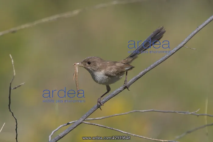  : White-winged Fairy-wren