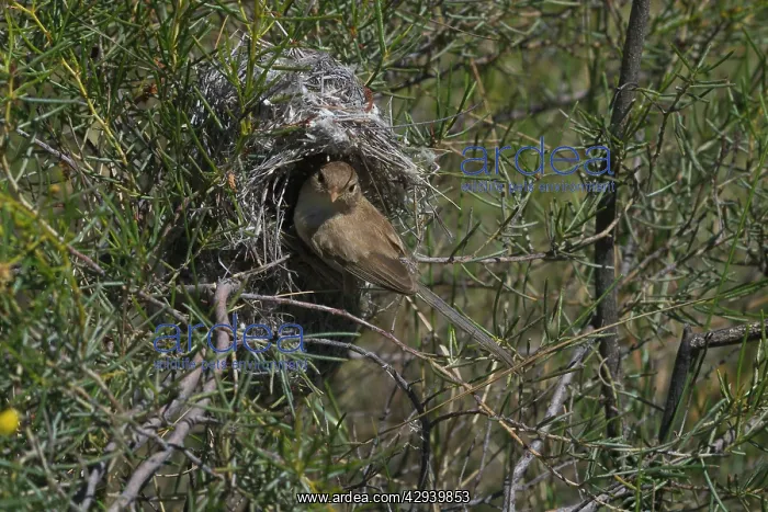 : White-winged Fairy-wren : White-winged Fairy-wren