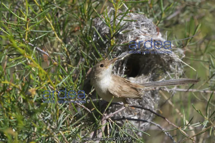 : White-winged Fairy-wren : White-winged Fairy-wren