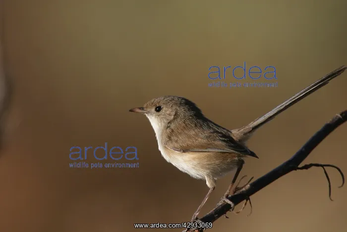 : White-winged Fairy-wren - Female : White-winged Fairy-wren - Female