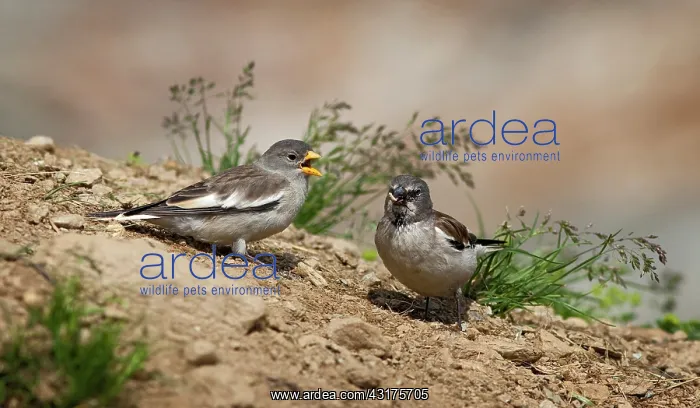 : White-winged Snowfinch : White-winged Snowfinch
