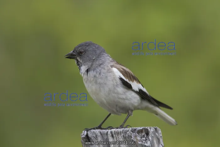 : White-winged Snowfinch - adulter bird perched : White-winged Snowfinch - adulter bird perched