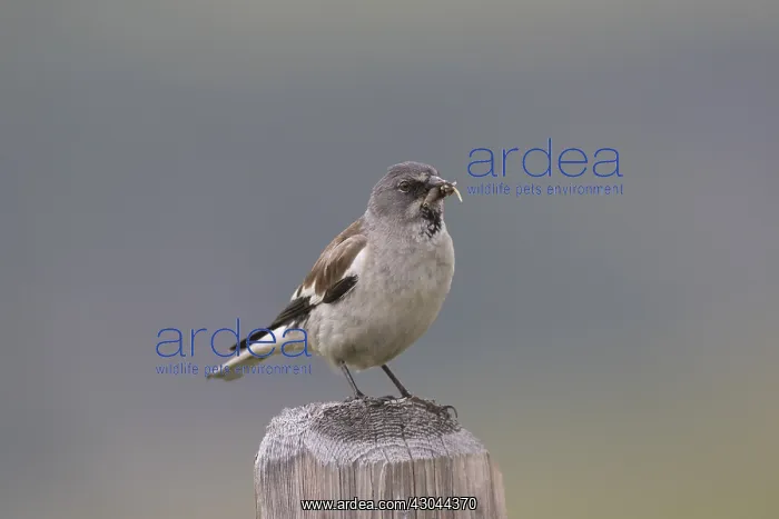 : White-winged Snowfinch - adulter bird perched : White-winged Snowfinch - adulter bird perched