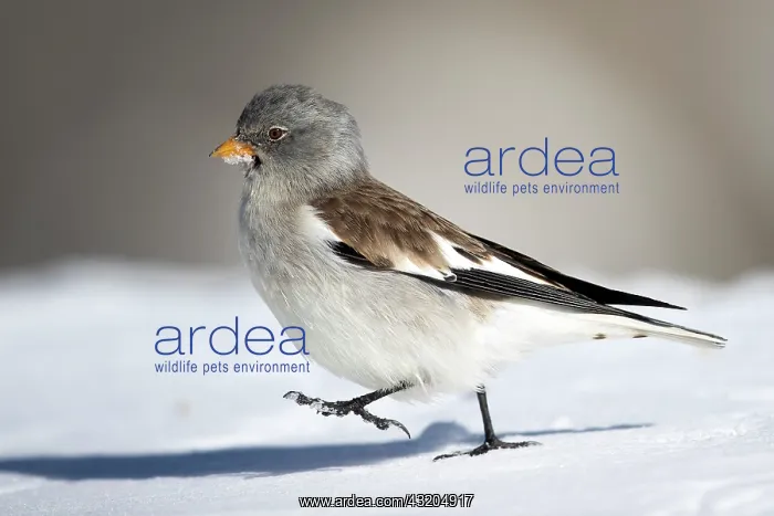 : White-winged Snowfinch (Montifringilla nivalis) : White-winged Snowfinch (Montifringilla nivalis)