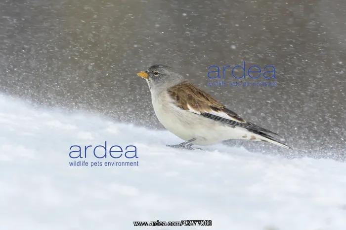: White-winged snowfinch (Montifringilla nivalis) : White-winged snowfinch (Montifringilla nivalis)