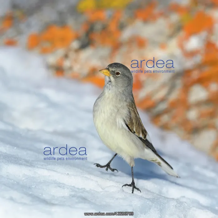 : White-winged snowfinch (Montifringilla nivalis) : White-winged snowfinch (Montifringilla nivalis)