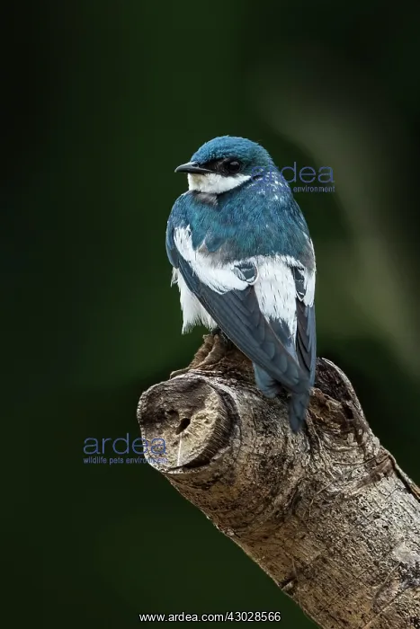  : White-winged Swallow, Los Llanos, Colombia