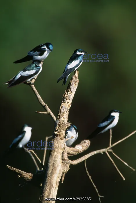: White-winged SWALLOW - X6, perched in tree : White-winged SWALLOW - X6, perched in tree