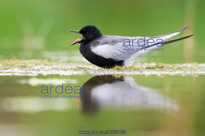 : White-winged Tern (Chlidonias leucopterus), side : White-winged Tern (Chlidonias leucopterus), side