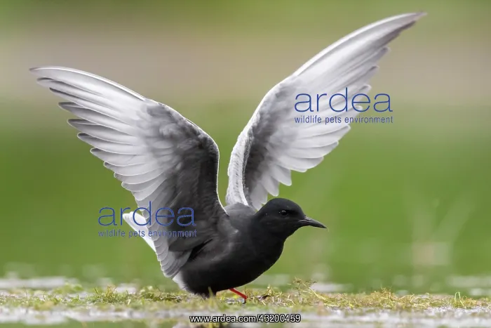  : White-winged Tern (Chlidonias leucopterus), adult