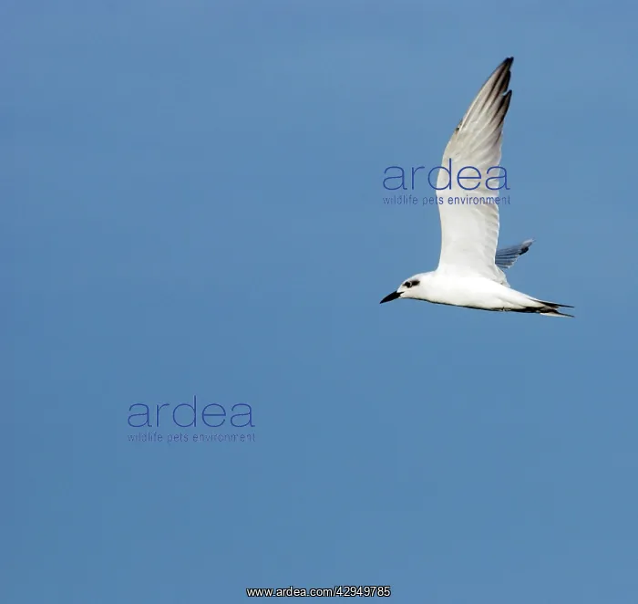 : White-Winged Tern - in flight - non breeding plumage : White-Winged Tern - in flight - non breeding plumage