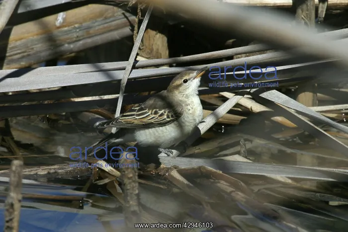 : White-winged Triller : White-winged Triller