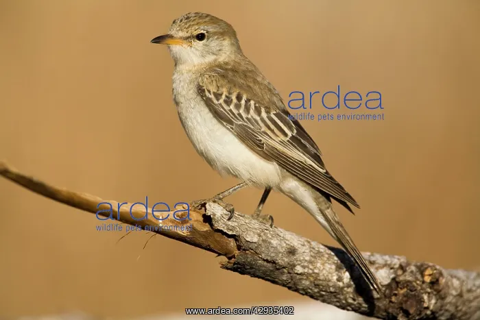 : White-winged Triller female : White-winged Triller female