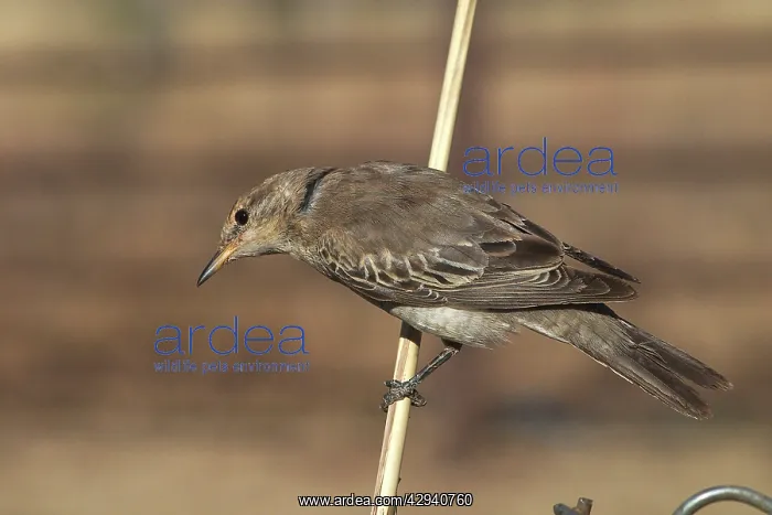 : White-winged Triller, female : White-winged Triller, female