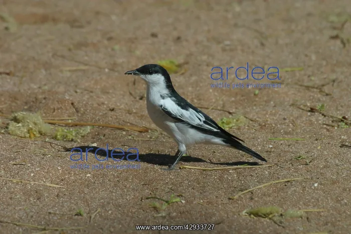 : White-winged Triller - Male : White-winged Triller - Male