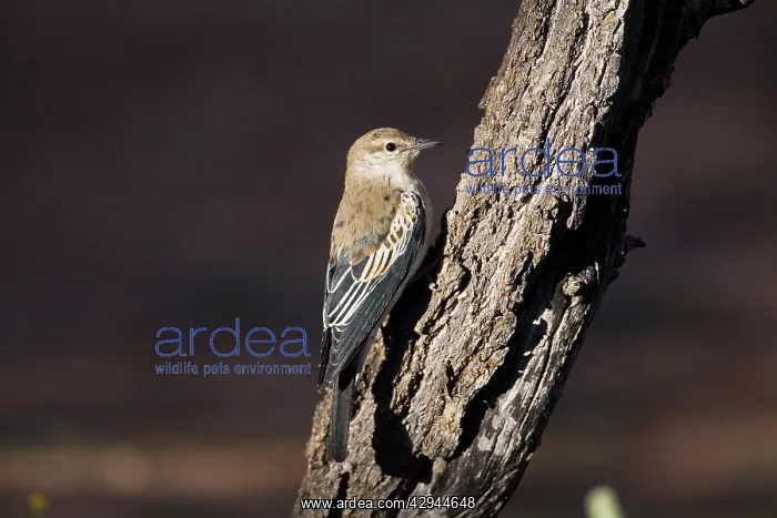  : White-winged Triller - Male in eclipse plumage