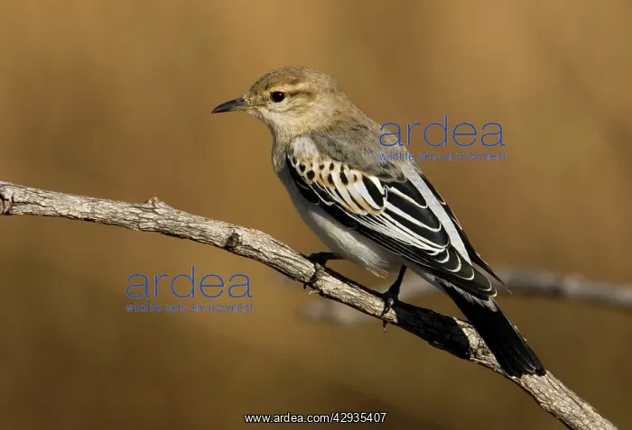 : White-winged Triller - Male moulting into breeding plumage : White-winged Triller - Male moulting into breeding plumage