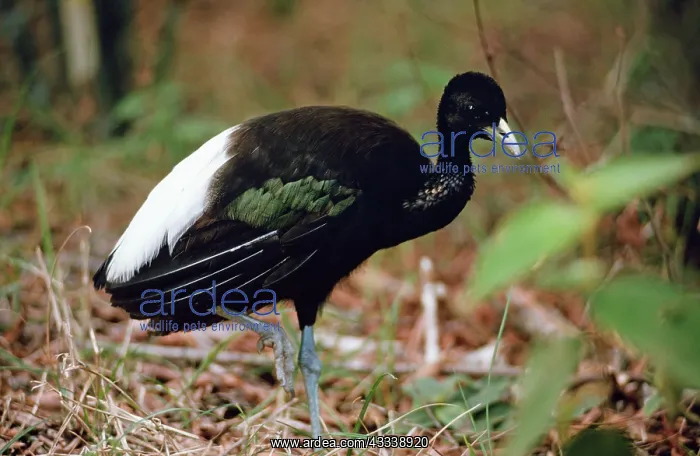 : White-winged TRUMPETER bird - on one leg : White-winged TRUMPETER bird - on one leg