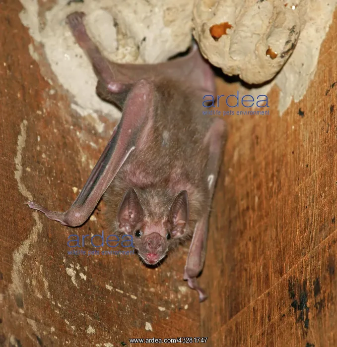 : White-winged vampire (Diaemus youngi), Pantanal : White-winged vampire (Diaemus youngi), Pantanal