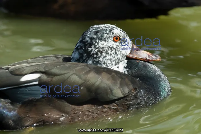 : White-winged Wood Duck : White-winged Wood Duck
