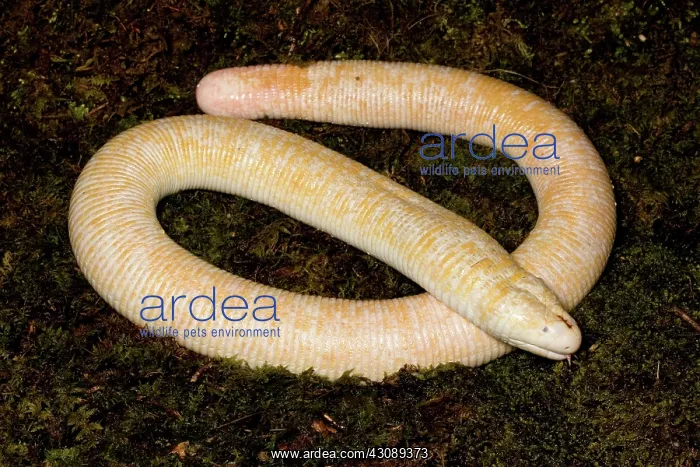 : White Worm Lizard (Amphisbaena alba) : White Worm Lizard (Amphisbaena alba)