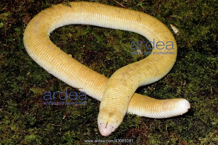 : White Worm Lizard (Amphisbaena alba) : White Worm Lizard (Amphisbaena alba)