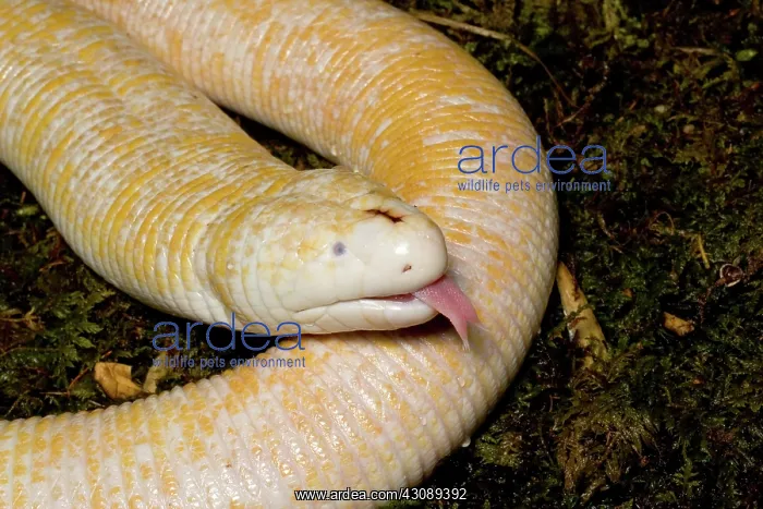 : White Worm Lizard (Amphisbaena alba) : White Worm Lizard (Amphisbaena alba)