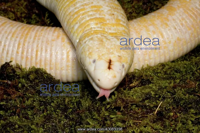 : White Worm Lizard (Amphisbaena alba) : White Worm Lizard (Amphisbaena alba)