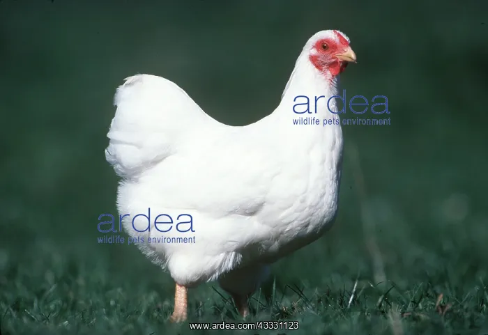 : WHITE WYANDOTTE CHICKEN - hen : WHITE WYANDOTTE CHICKEN - hen