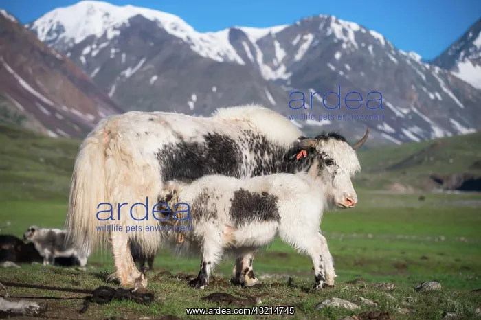 : White Yak (Bos grunniens), mother suckles young : White Yak (Bos grunniens), mother suckles young