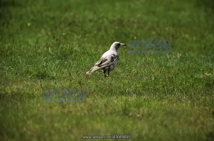 : Whitebacked Magpie : Whitebacked Magpie
